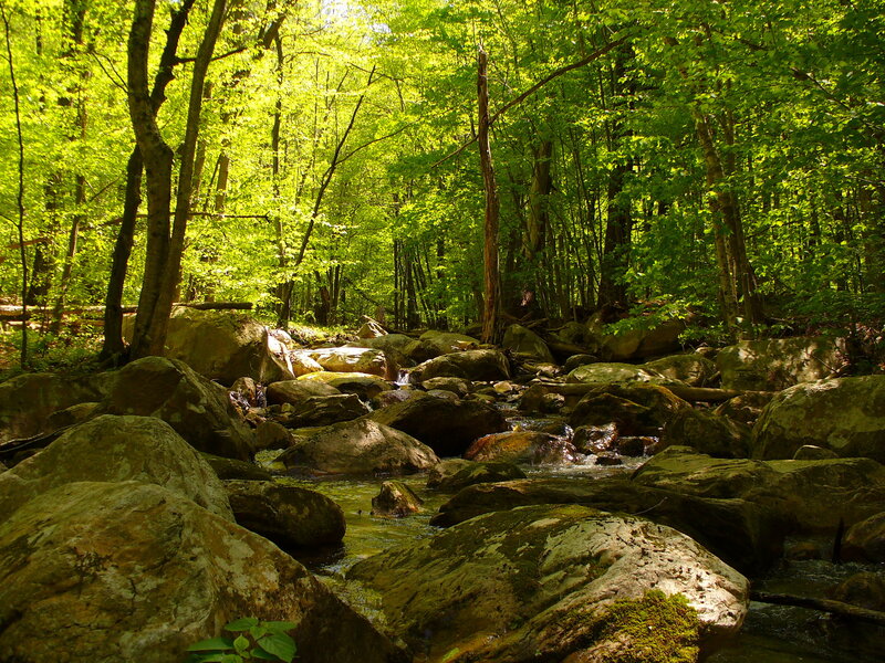 Stream Through Forest — Green, Serene, Afternoon, Photograph, Rocks, Trees