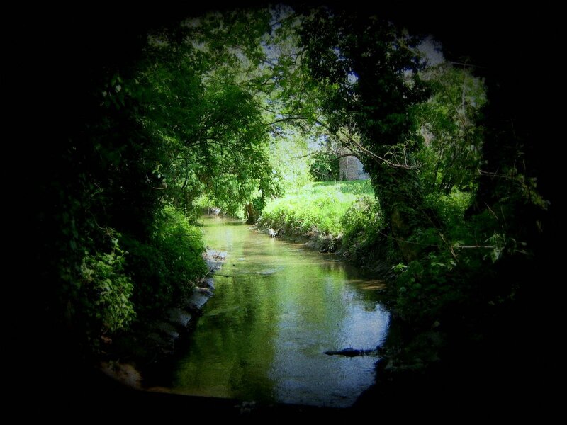 Stream Through Forest — Green, Serene, Afternoon, Photograph