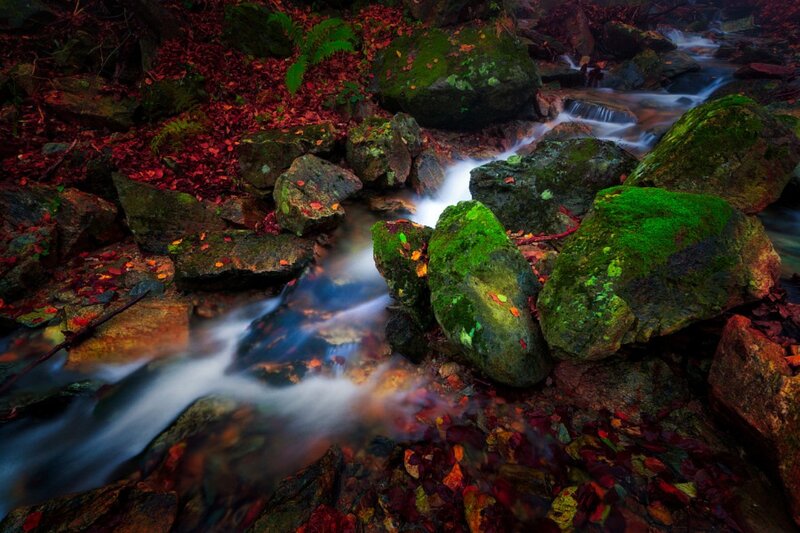 Stream Through Forest — Green, Serene, Autumn