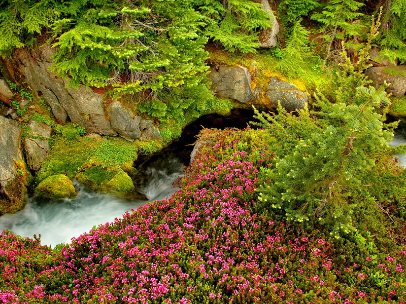 Stream Through Forest — Green, Serene