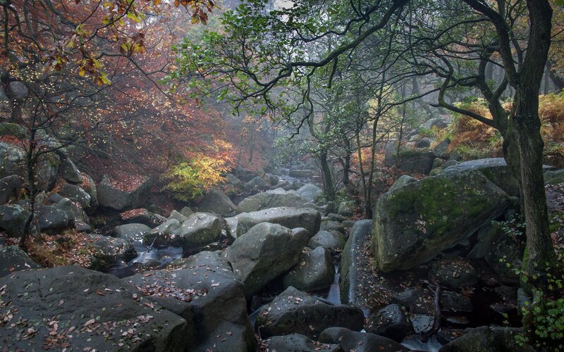 Stream Through Forest Rocks — Green, Misty, Autumn