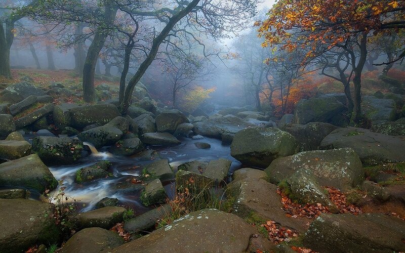 Stream Through Forest Rocks — Green, Misty
