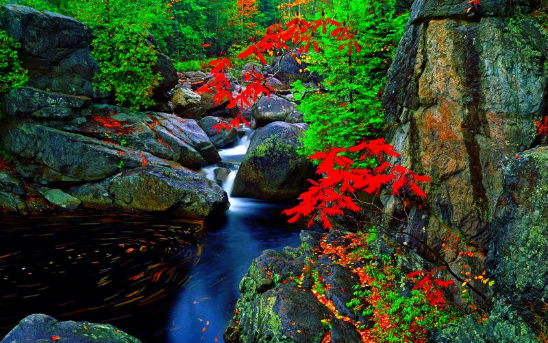 Stream Through Forest Rocks — Green