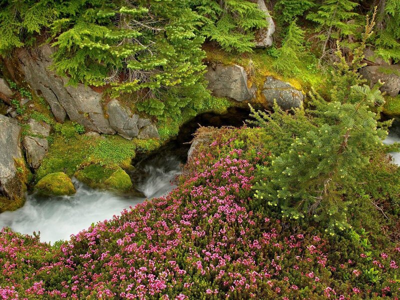 Stream Through Forest