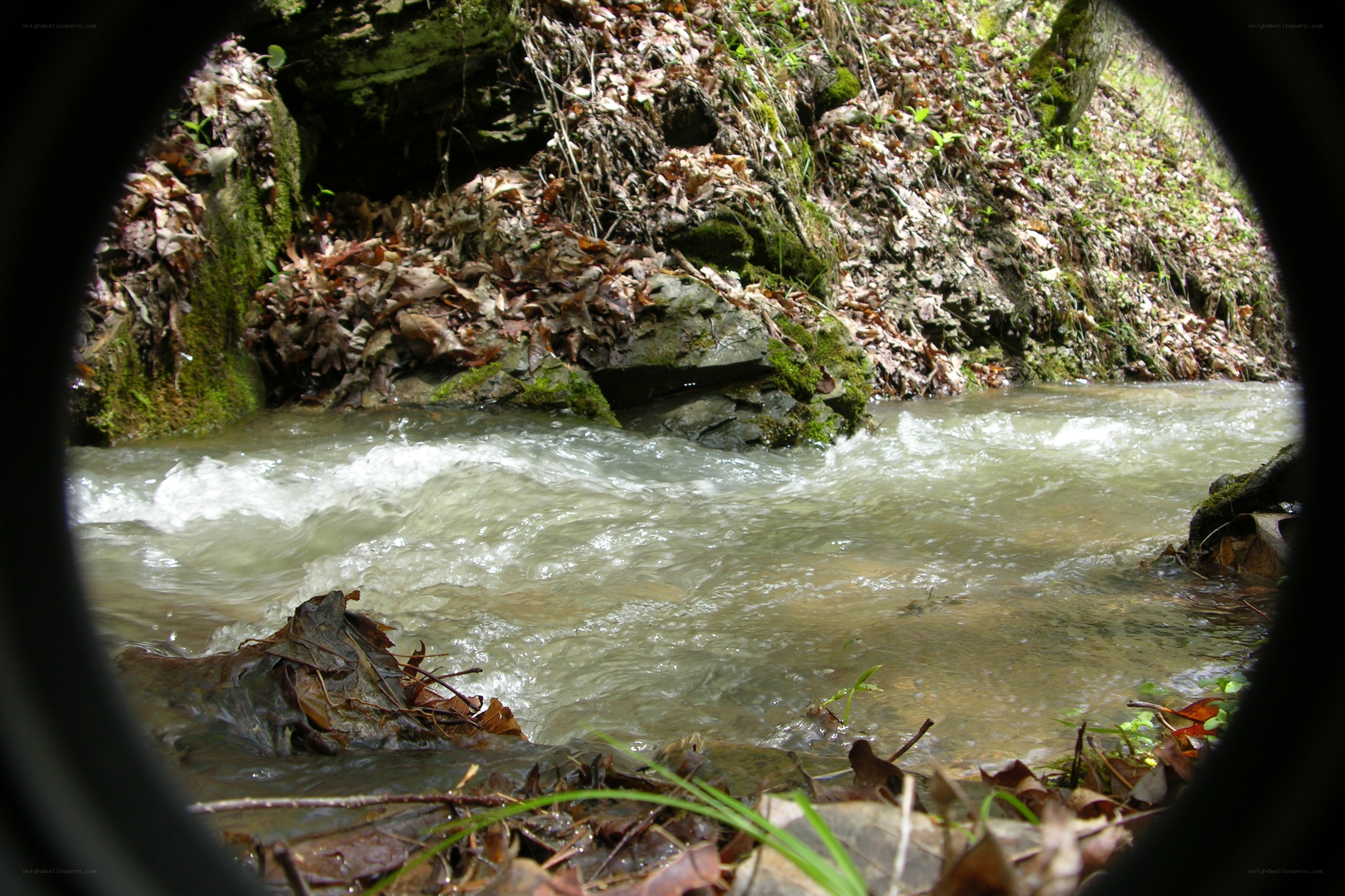 stream through forest view