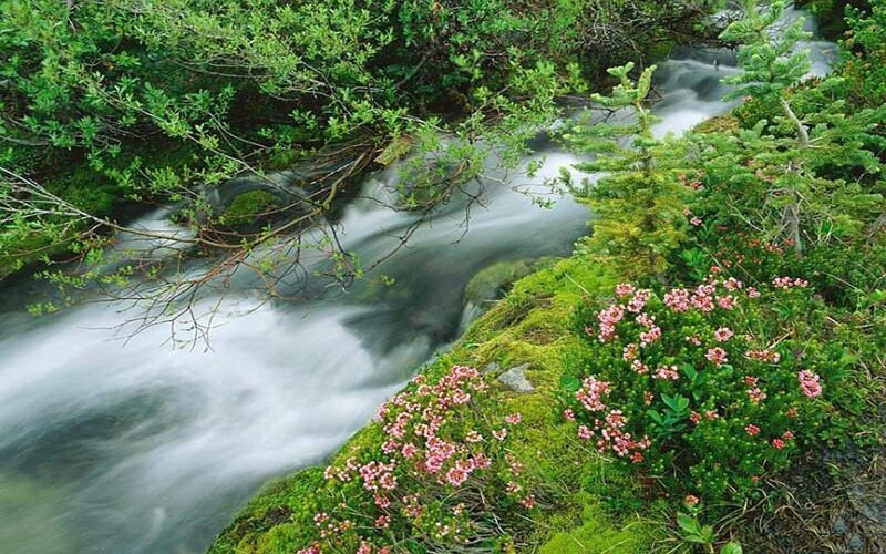 Stream through forest with flowers