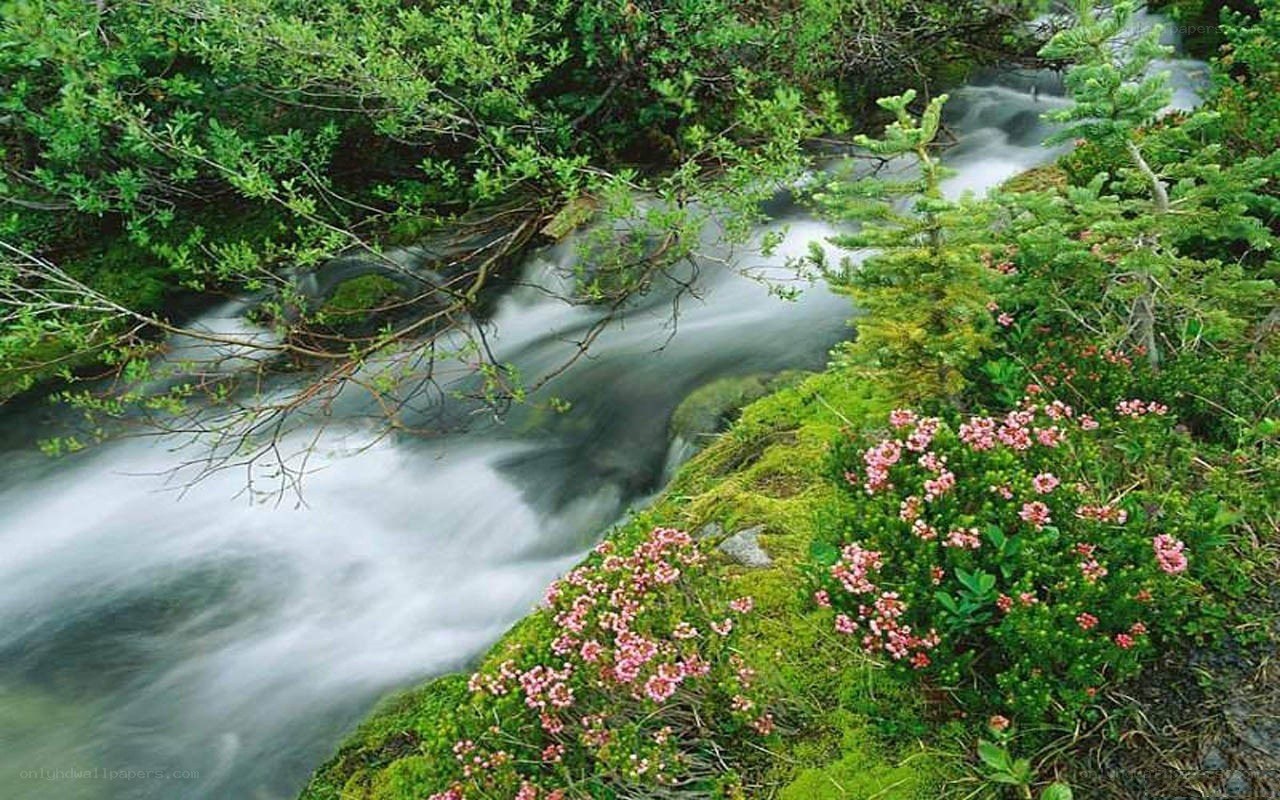 Stream through forest with flowers