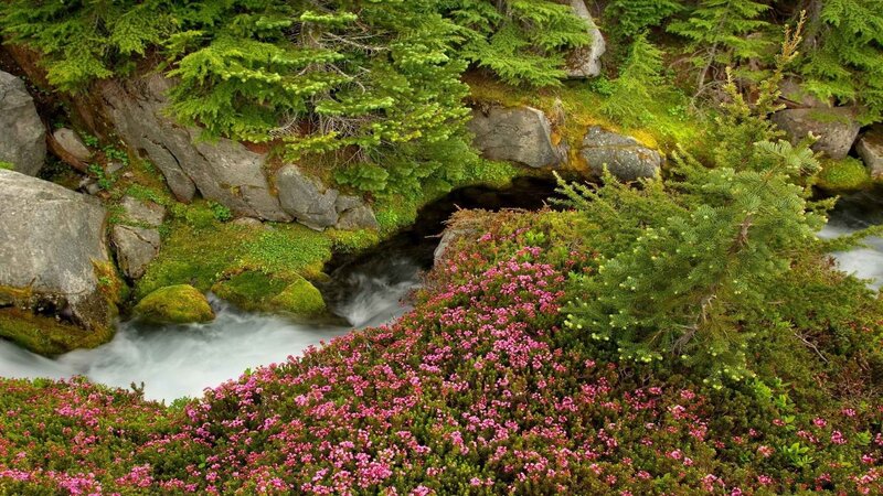 Stream through forest with pink flowers