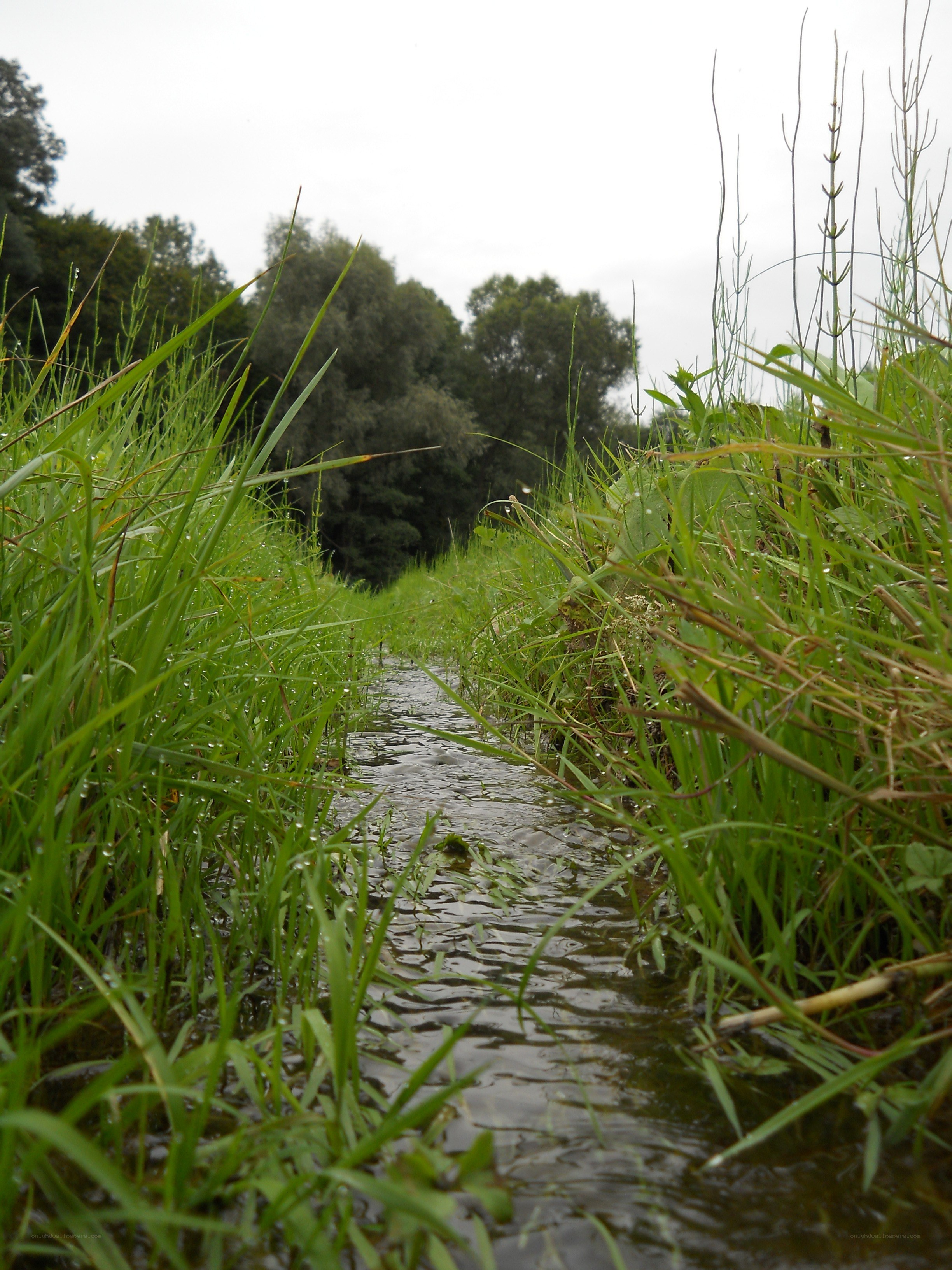 Stream through grassy field