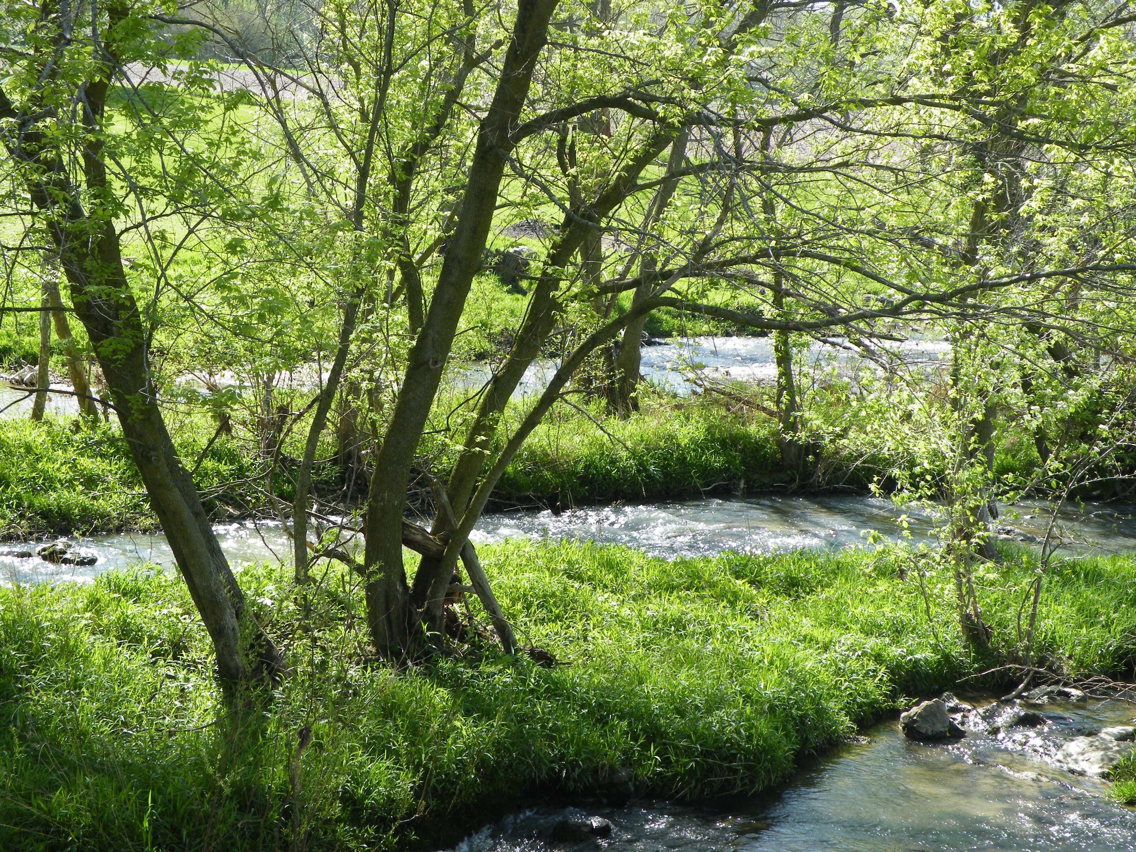 Stream through green forest