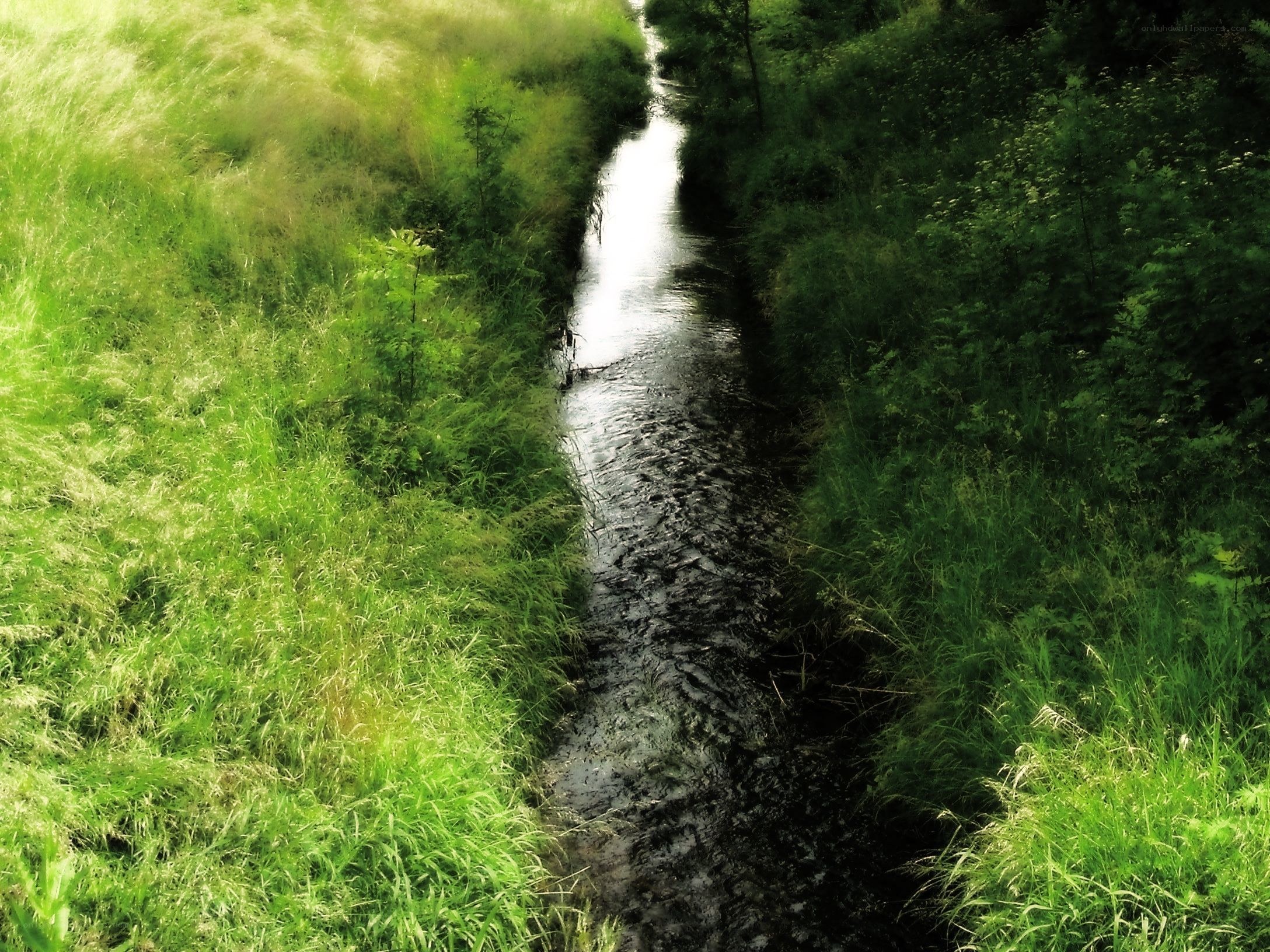 Stream through green grass