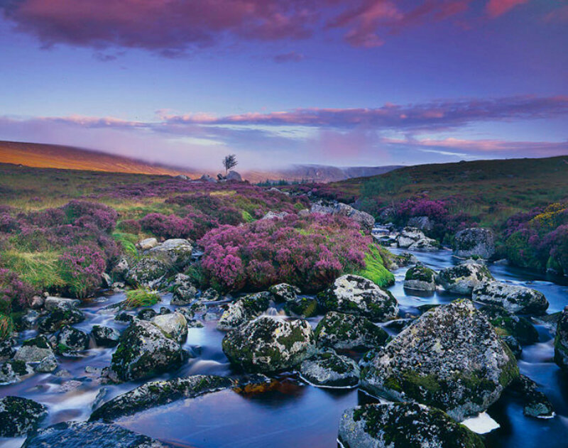 Stream Through Heather Moorland