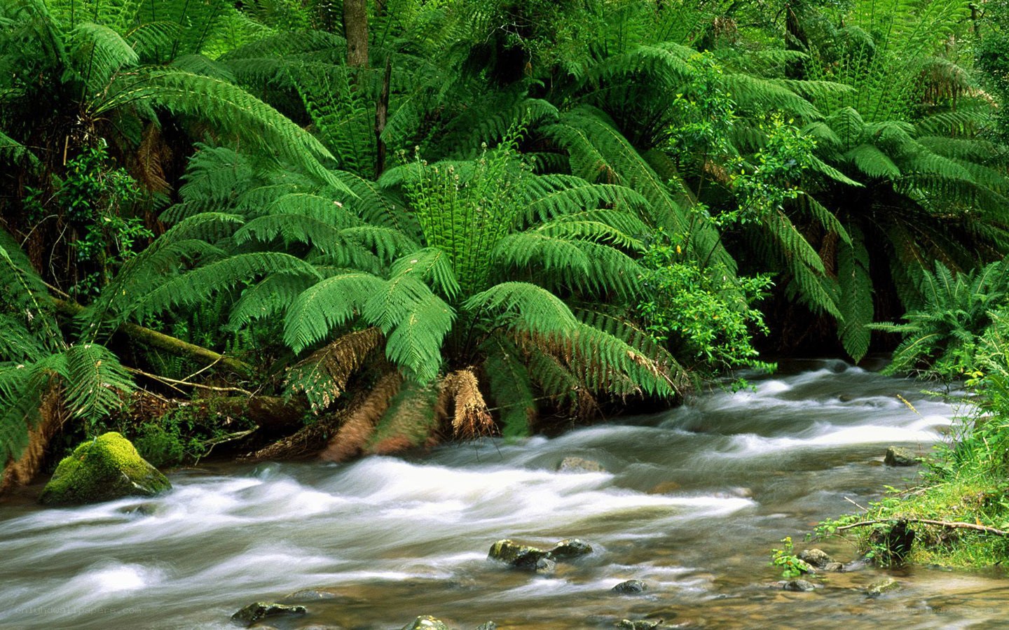 Stream through lush fern forest