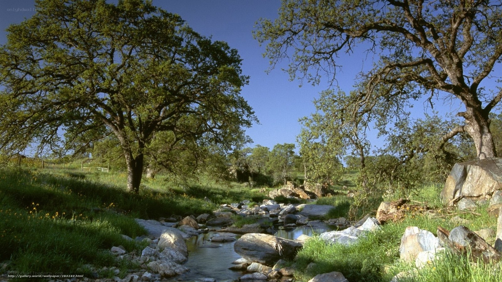 Stream through oak grove