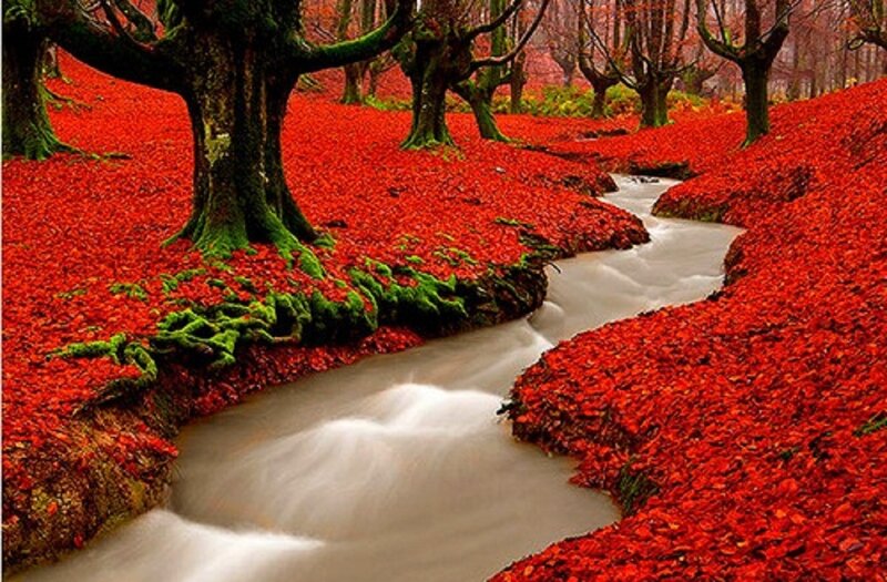 Stream Through Red Leaves