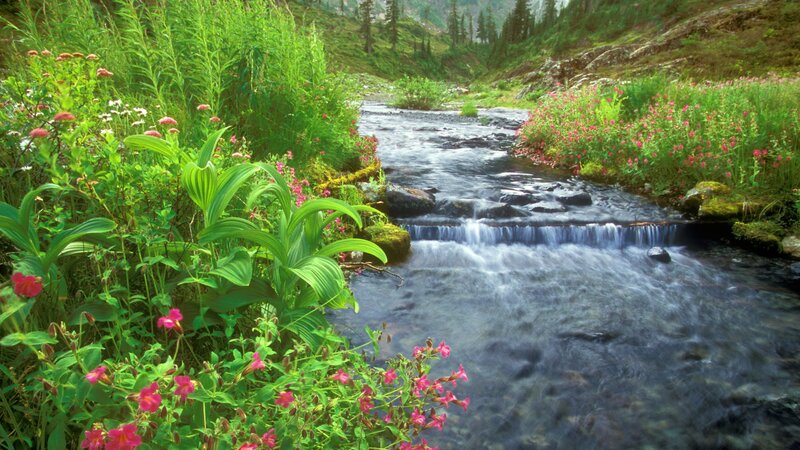 Stream through wildflower meadow
