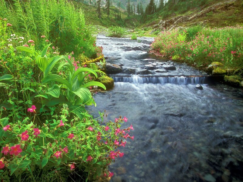 Stream through wildflowers
