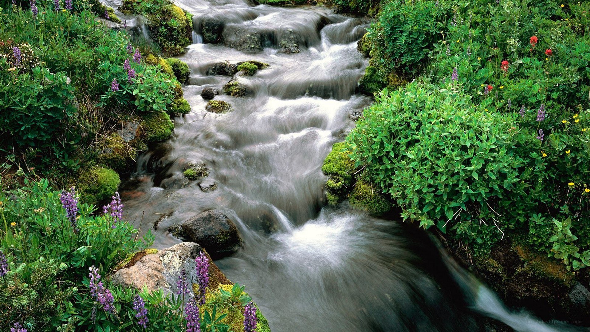 Stream through wildflowers and moss