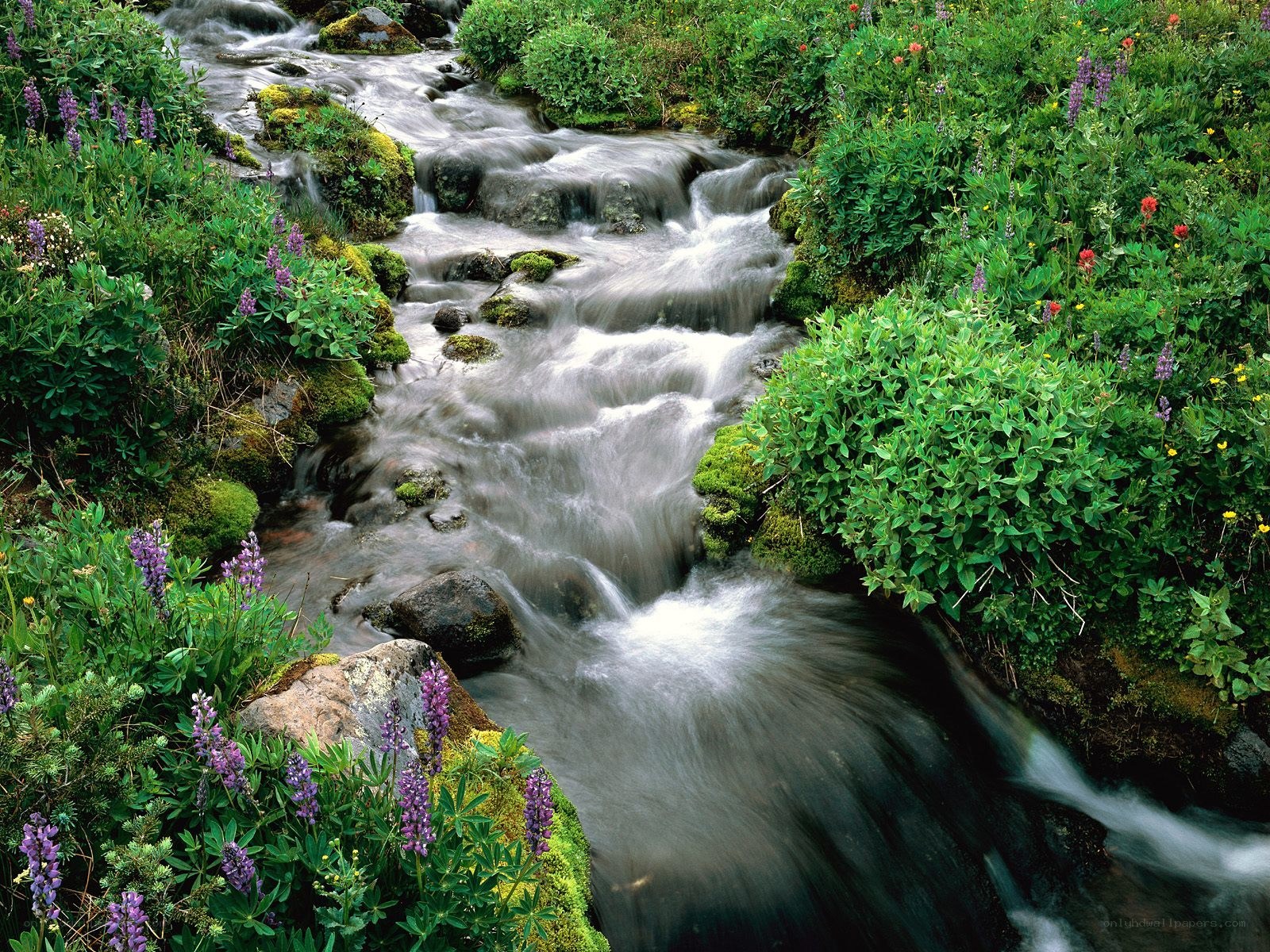 Stream through wildflowers and moss