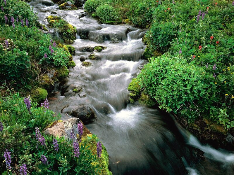 Stream through wildflowers and moss