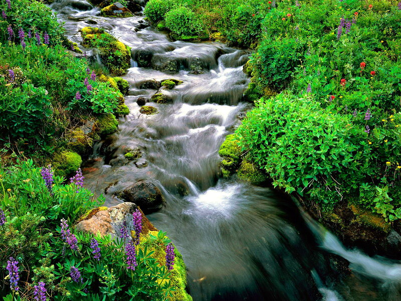 Stream Through Wildflowers — Green, Serene, Spring