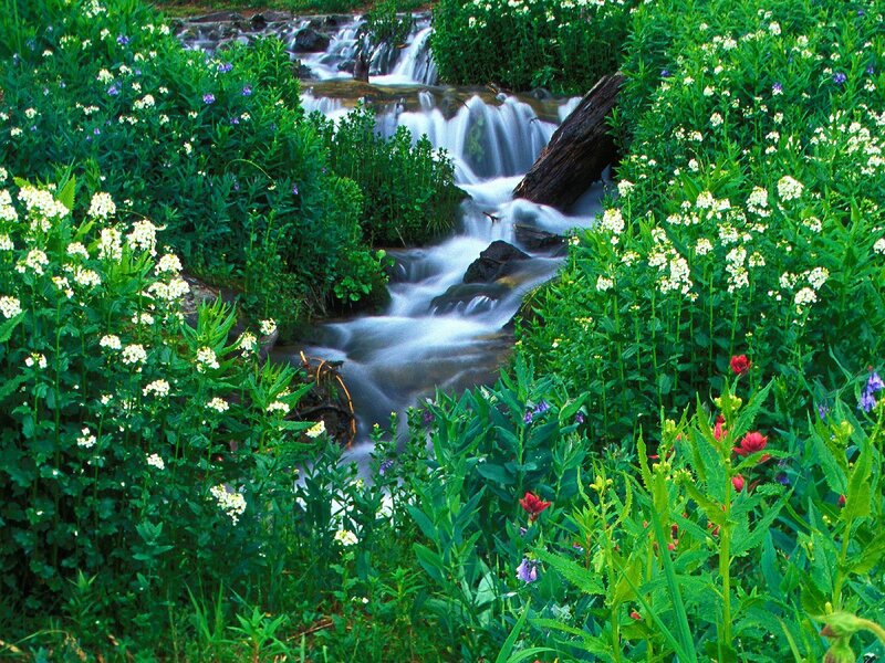 Stream Through Wildflowers — Green, Serene, Summer