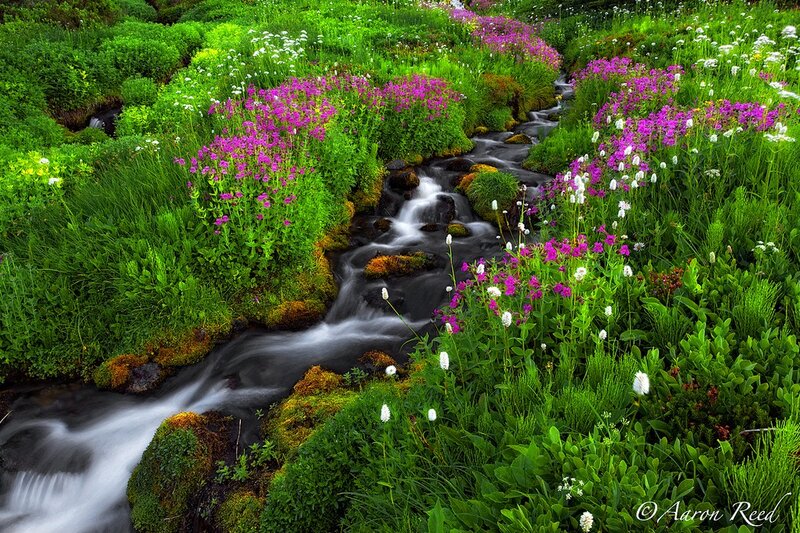 Stream Through Wildflowers — Green, Serene