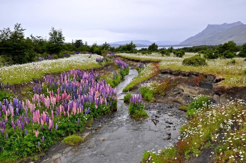 Stream Through Wildflowers — Purple