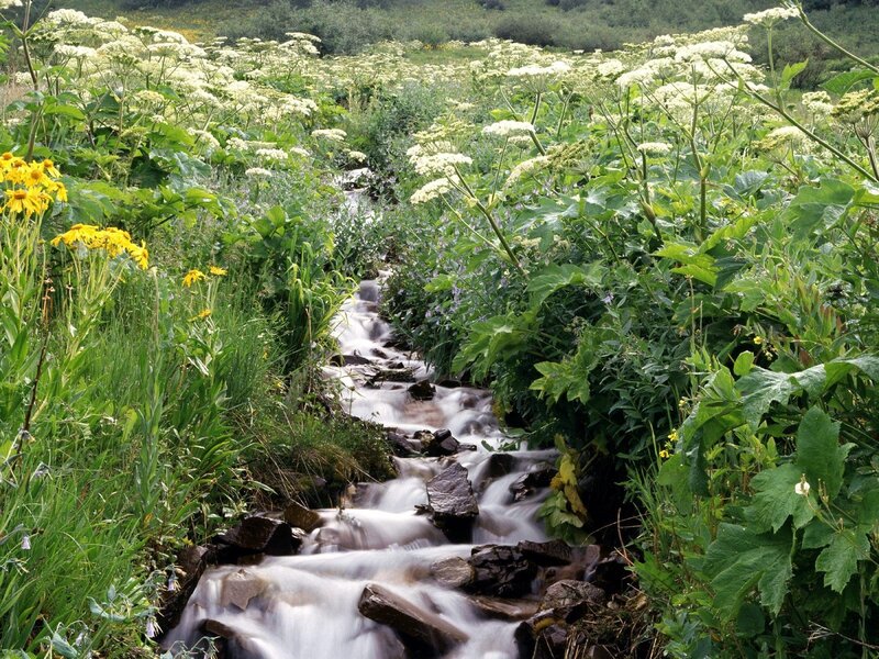 Stream through wildflowers
