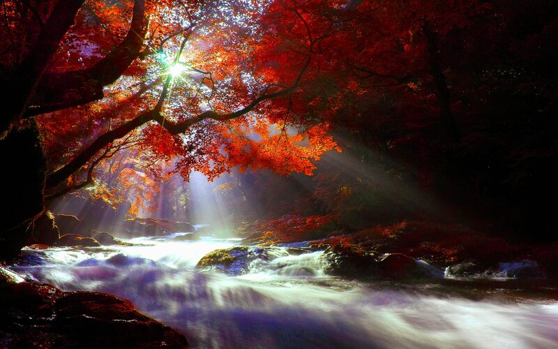 Stream under Autumn Trees — Red