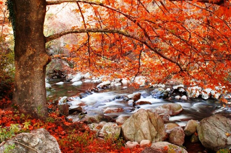 Stream under Autumn Trees