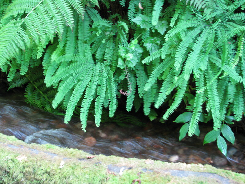 Stream under Ferns