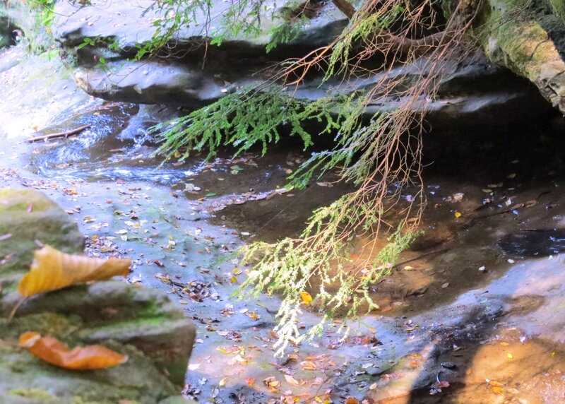 Stream under Overhanging Branch