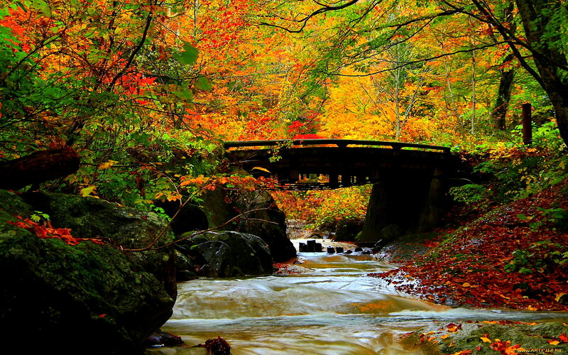 Stream under Wooden Bridge
