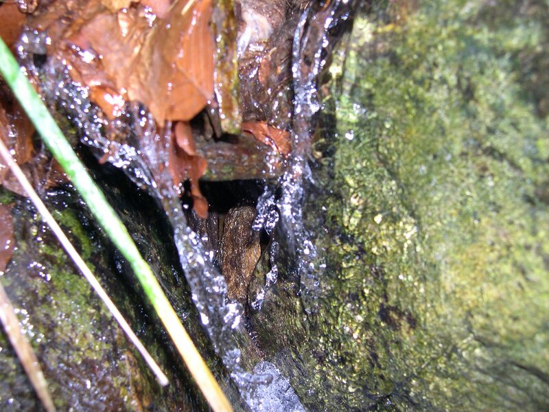 Stream Water on Moss