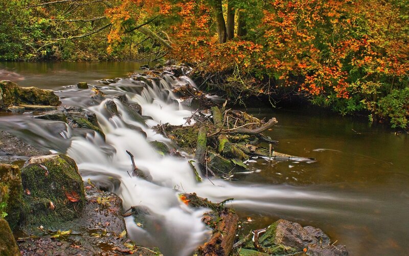 Stream with Autumn Foliage — Green