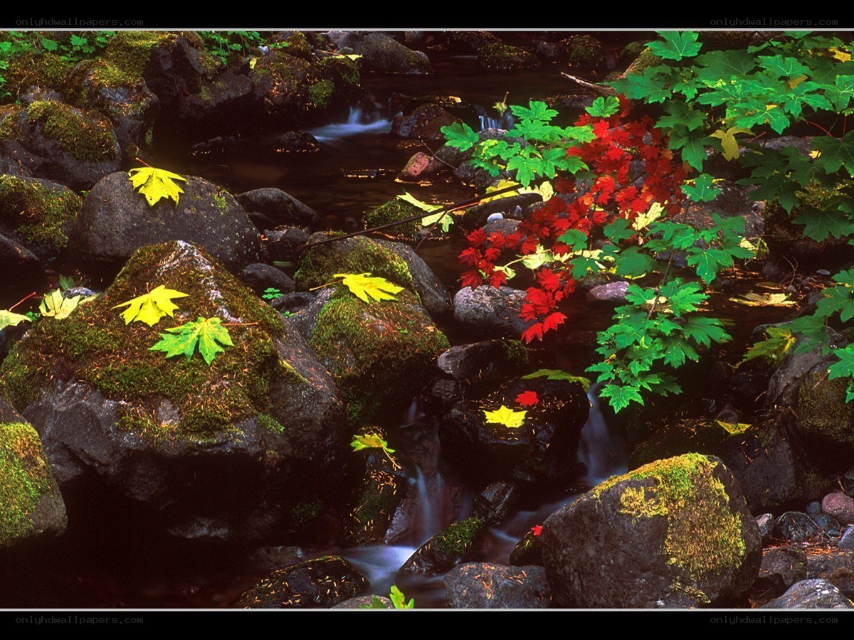 Stream with autumn leaves