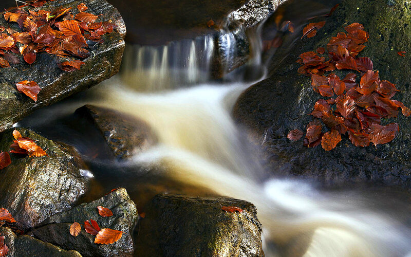 Stream with Autumn Leaves — Brown, Serene