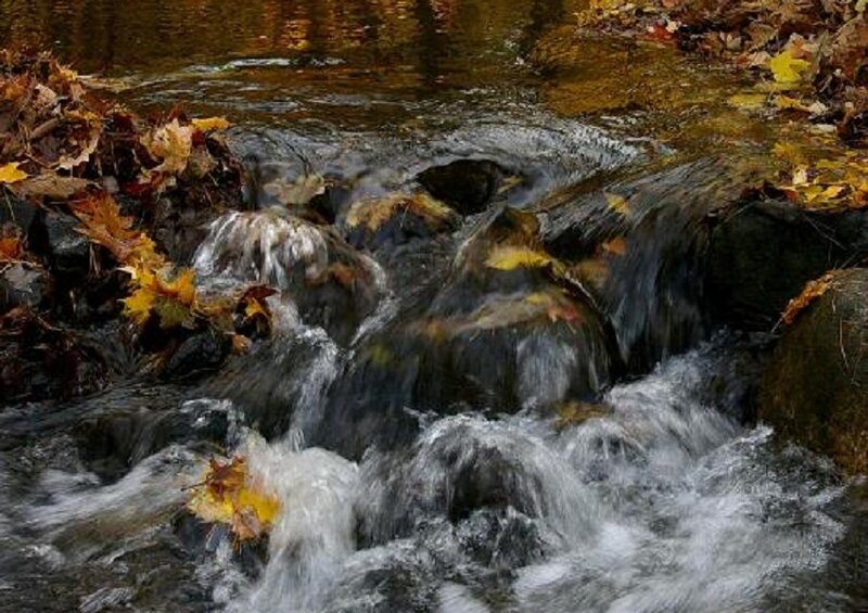 Stream with Autumn Leaves — Brown