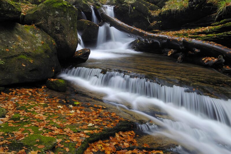 Stream with Autumn Leaves — Green, Serene, Photograph