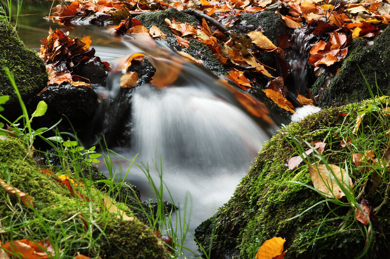 Stream with Autumn Leaves — Green