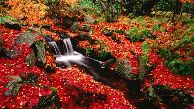 Stream with Autumn Leaves — Red, Serene, Photograph, Fallen Leaves, Rocks, Waterfall