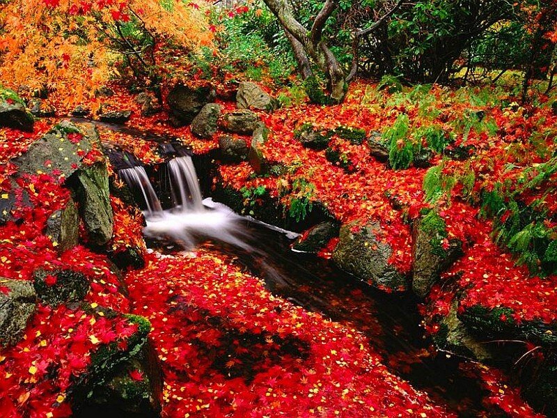 Stream with Autumn Leaves — Red, Serene, Photograph, Fallen Leaves, Waterfall