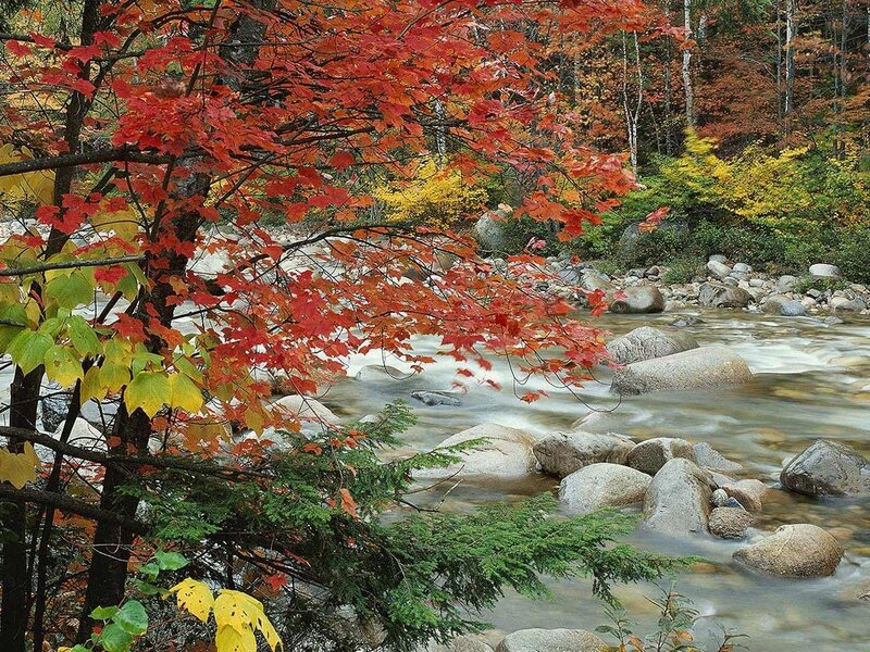 Stream with Autumn Leaves — Red, Serene, Photograph, River