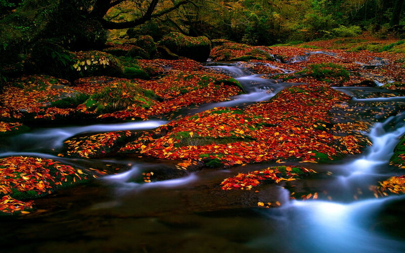 Stream with Autumn Leaves — Red, Serene, Photograph, Rocks
