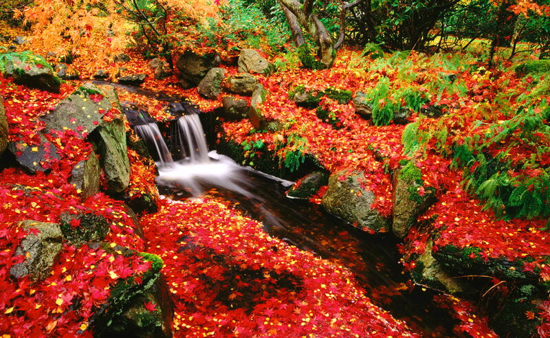 Stream with Autumn Leaves — Red, Serene, Photograph