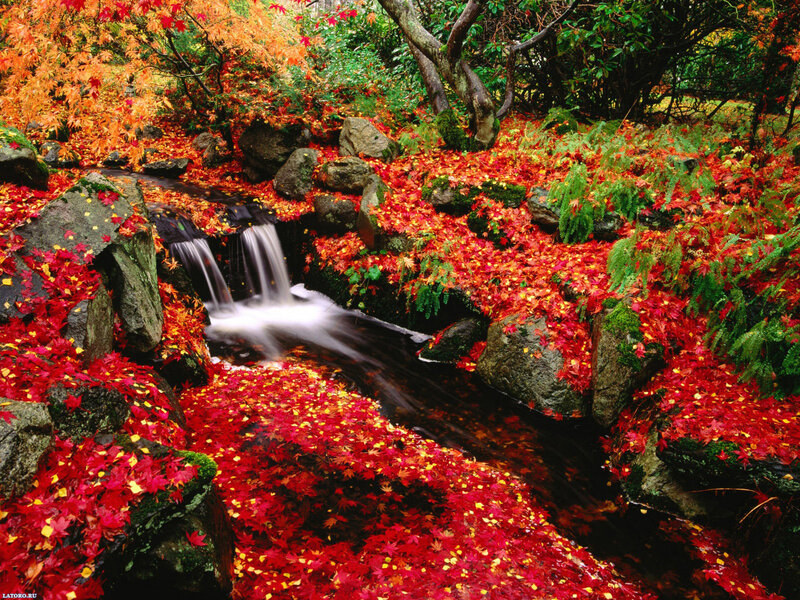 Stream with Autumn Leaves — Red, Serene