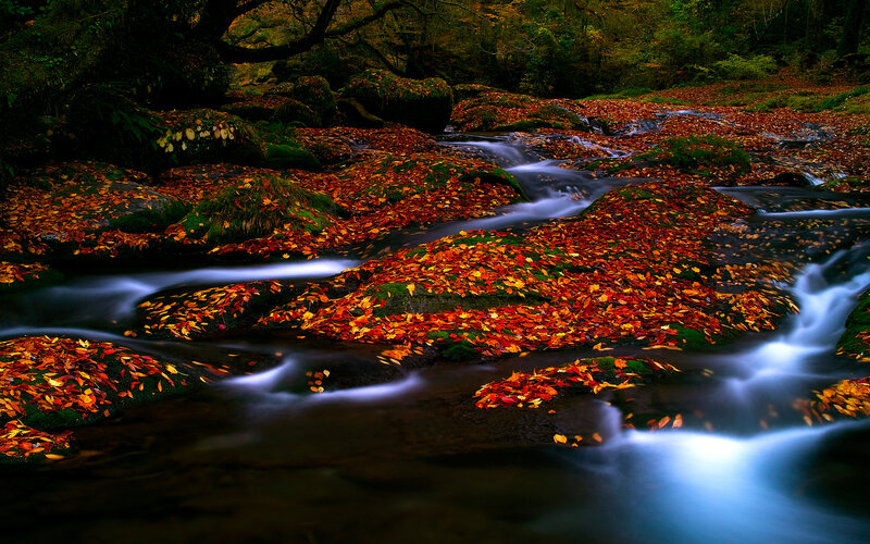 Stream with Autumn Leaves — Red