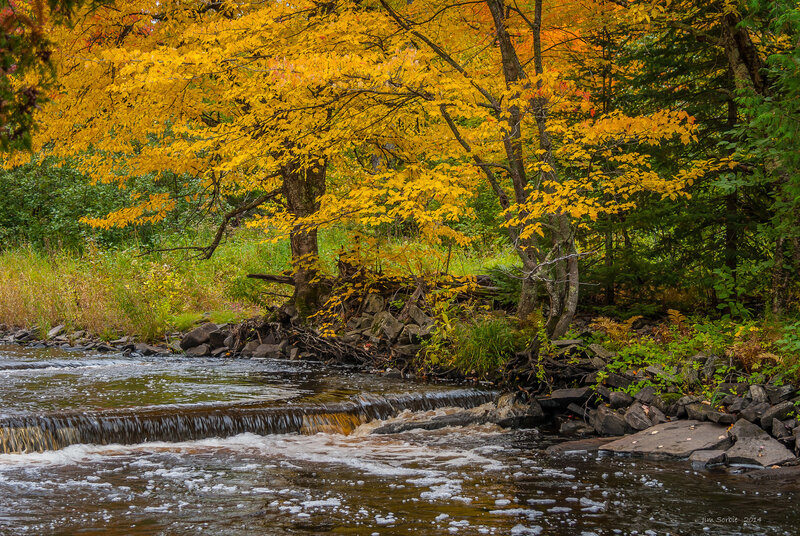Stream with Autumn Trees — Yellow