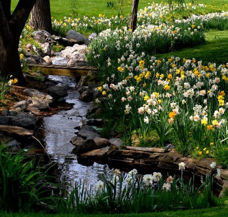 Stream with Daffodils